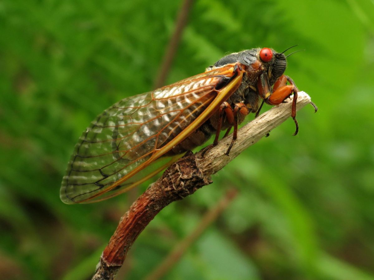 Periodical+cicada+rests+on+a+tree+branch.+Photo+courtesy+of+Wikimedia+Commons.+