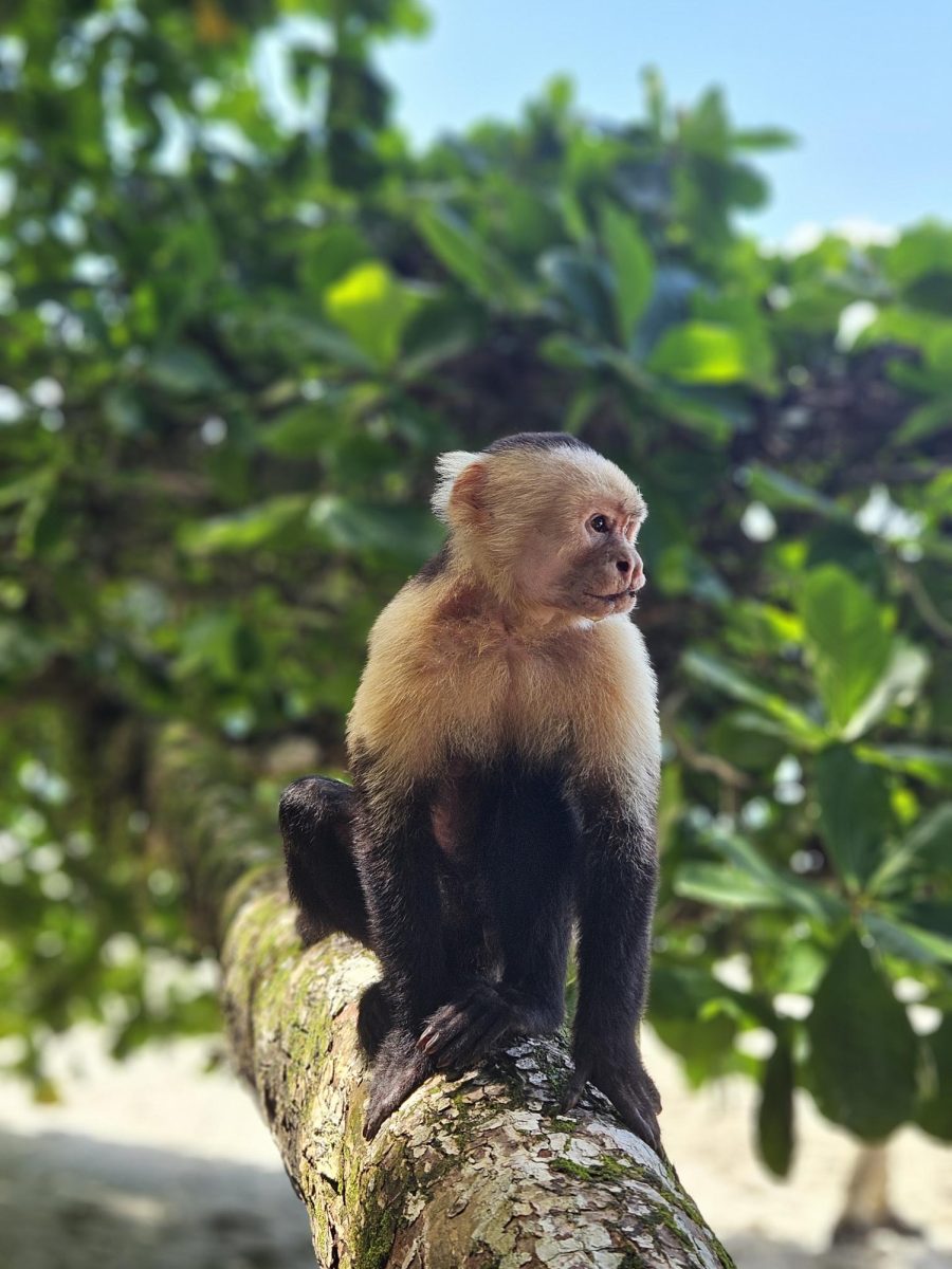 A wild monkey resting on a tree at Manuel Antonio National Park. Photo by Tracie Truax.