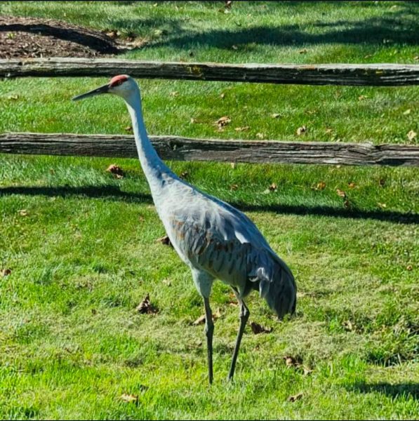 Birding club photographs a Sandhill Crane standing in a field. Photo courtesy of @stce_birding on Instagram.