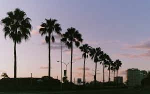 Palm trees sit alongside the sunset. Photo courtesy of Wikipedia Commons.